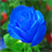 rosewallpaper icon