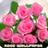 Roses flower Wallpapers APK Download