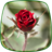 Roses Live Wallpaper version 1.4.1