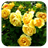Roses Paradise Garden HD LWP icon
