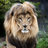 Regal Lions Gallery icon