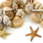 Sea Shells Live Wallpaper version 1.0
