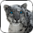 Snow Leopard Video Wallpaper icon