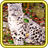 Snow Leopards Voice HD LWP icon