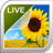 Sunflower Live Wallpaper icon