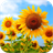 Helianthus annuus Wallpapers icon