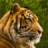 Tiger HD LWP Lite icon