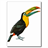 Toucan Bird HD Wallpaper icon