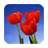 Tulip Wallpapers version 1.0