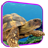 Descargar Turtle 3D Live Wallpaper