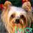 Yorkshire Terrier dog live wallpaper icon