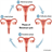 MENSTRUATION AND FEMALE REPRODUCTION CYCLE icon