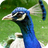 Peacock Wallpaper icon