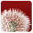 PollenAlarm icon