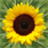 Sunflower Health icon