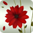 A Flower icon
