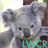 Baby Koala Live Wallpaper icon