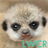 Baby Meerkat Live Wallpaper icon