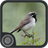 Burung Blackthroat icon