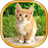 Cat Kittens Live Wallpaper version 13.0