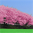Cherry blossoms icon