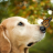 Cute Animals Wallpaper Dogs icon