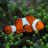 Cute Animals Wallpaper Fish icon