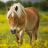 Cute Animals Wallpaper Horses icon