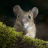 Cute Animals Wallpaper Mice icon