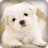 Cute Puppy Live Wallpaper icon