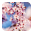 Fantasy Sakura Live Wallpaper icon