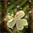 GO Launcher EX Theme Forest icon