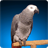 Grey Parrot Live Wallpaper icon