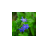 ImageViewer for Android Wear 1.0.1