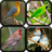 Kicau Burung Masteran APK Download