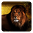 Lions Live Wallpaper icon