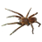 SpiderTarantulaStickerMagnet icon