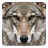 Descargar Wolf Live Wallpaper