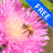 3D Bee on a Clover Flower APK Download