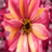  4D Flower Live Wallpaper icon