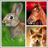 Animals LIve Wallpaper icon