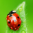 Beautiful Insects Wallpapers icon