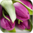 Descargar Beautiful Tulips