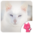 Beautiful White cat images icon