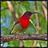 BirdPhotography icon