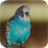 Budgie Wallpapers version 1.02