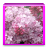 Blossom live Wallpapers icon