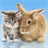 Cat and Bunny Free icon