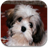 Cute Puppies Wallpapers icon