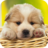 Cutest Pets APK Download